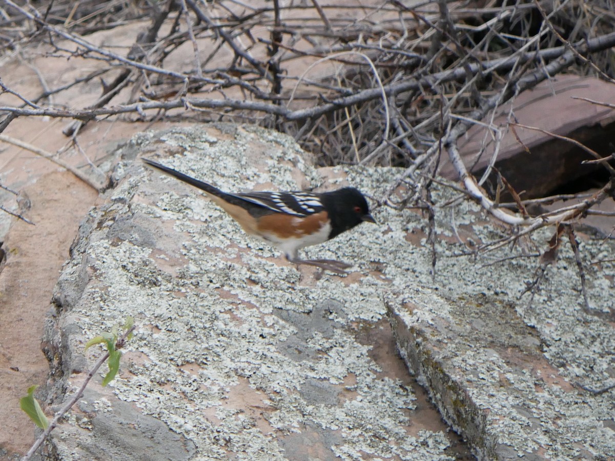 Spotted Towhee - ML624105069