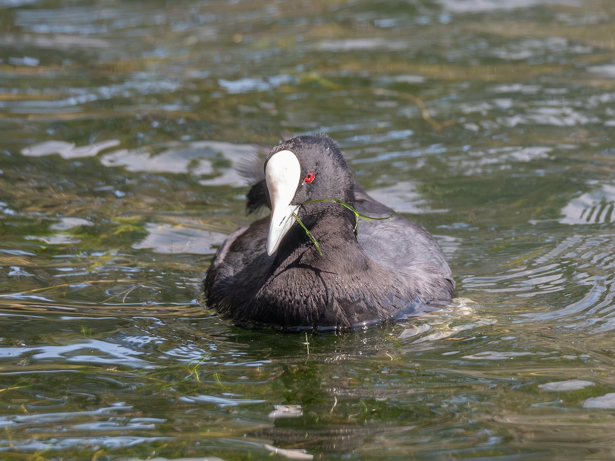 Eurasian Coot - Mike Bickerdike