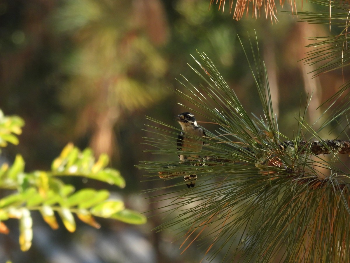 Downy Woodpecker - ML624105075