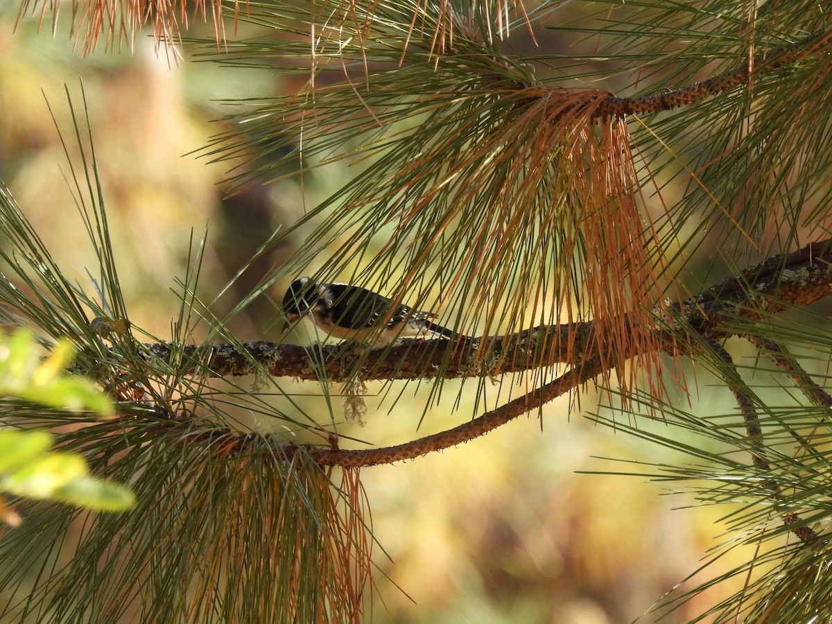 Downy Woodpecker - ML624105077