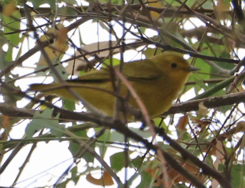 Yellow Warbler - ML624105101