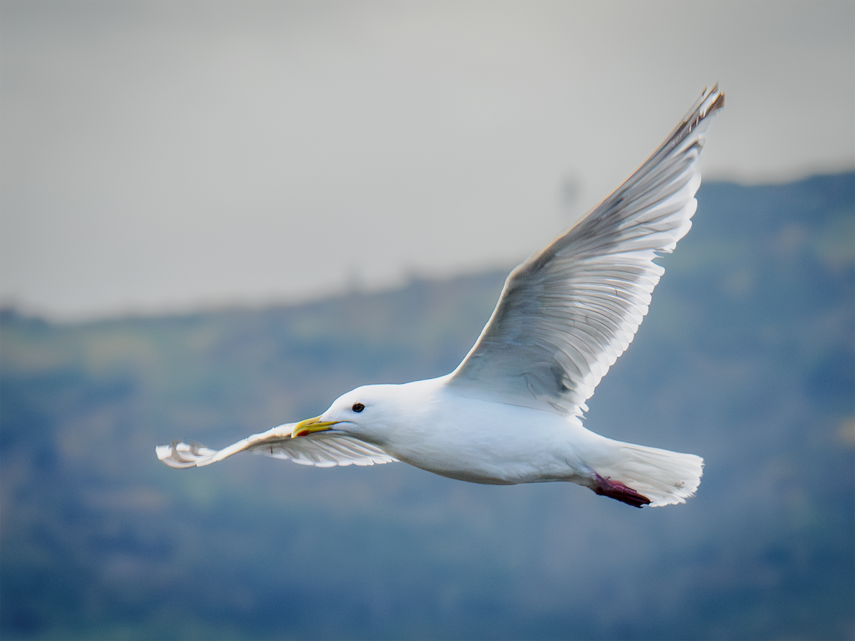 Iceland Gull - ML624105119