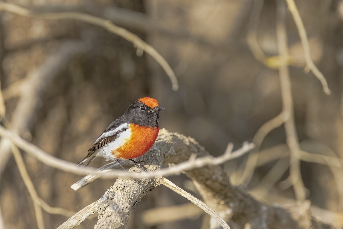 Red-capped Robin - ML624105147