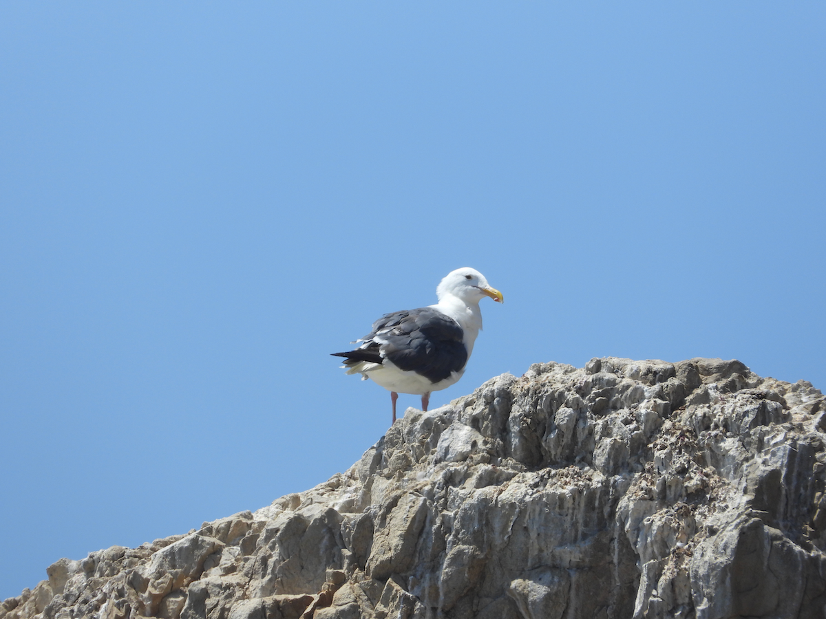 Western Gull - ML624105150