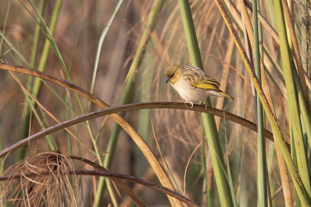 Village Weaver - ML624105151