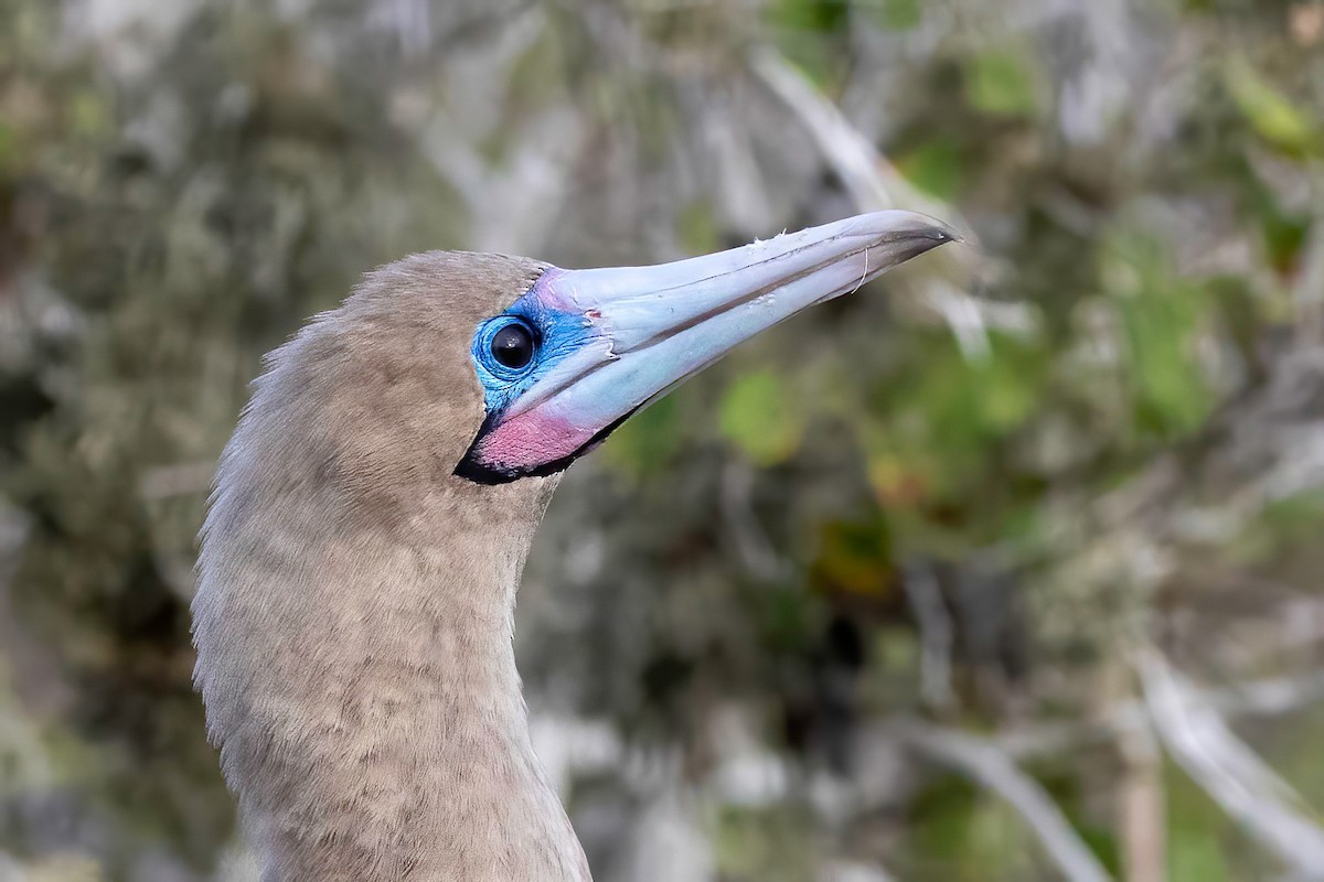 Red-footed Booby (Eastern Pacific) - Fred Hochstaedter