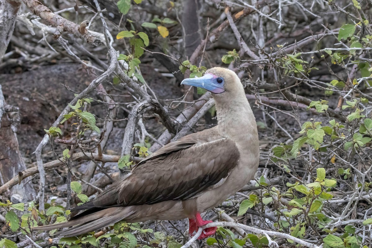 Red-footed Booby (Eastern Pacific) - ML624105154