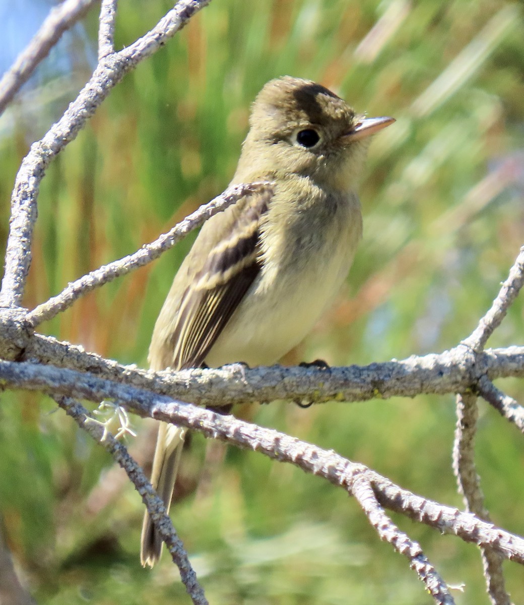 Western Flycatcher - ML624105157