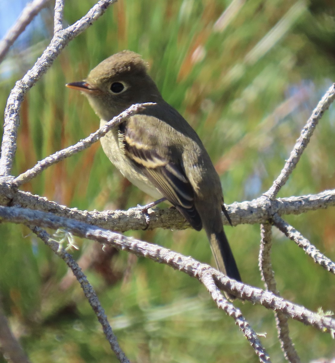 Western Flycatcher - ML624105158