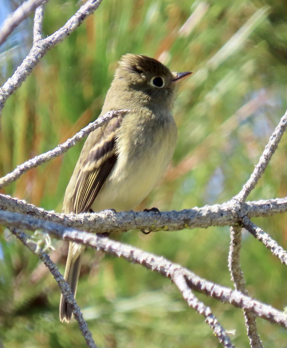 Western Flycatcher - ML624105159