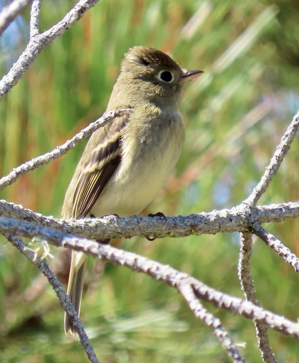 Western Flycatcher - ML624105160