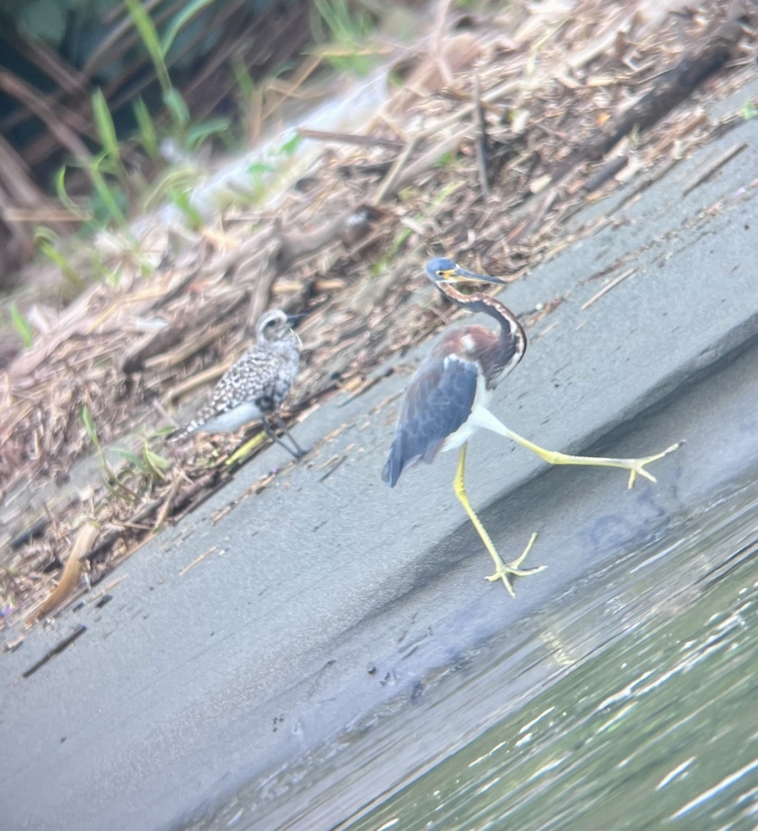 Tricolored Heron - ML624105163