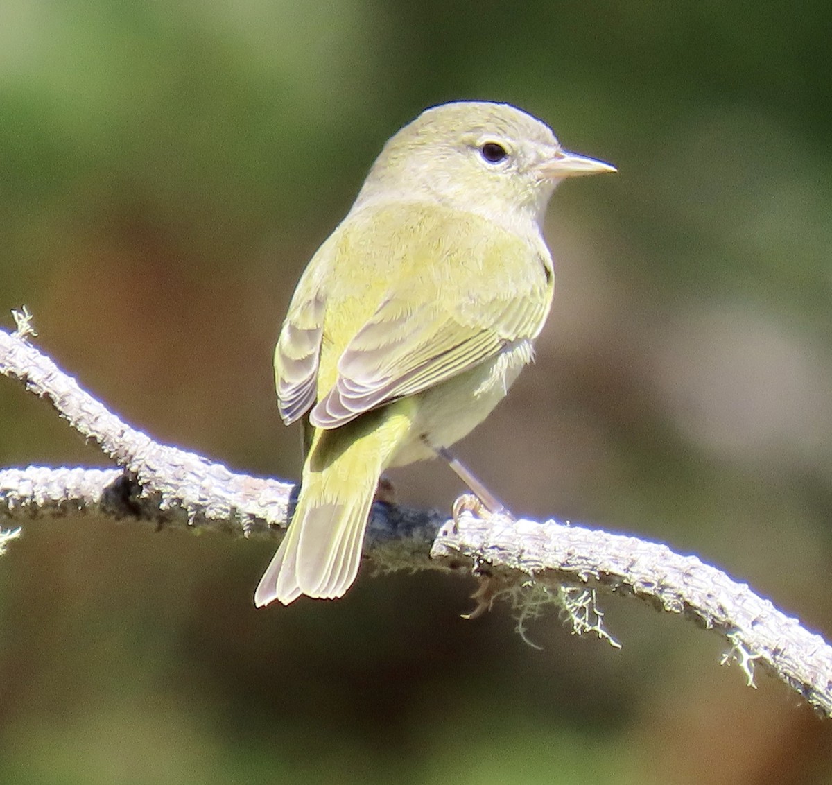 Orange-crowned Warbler - ML624105168