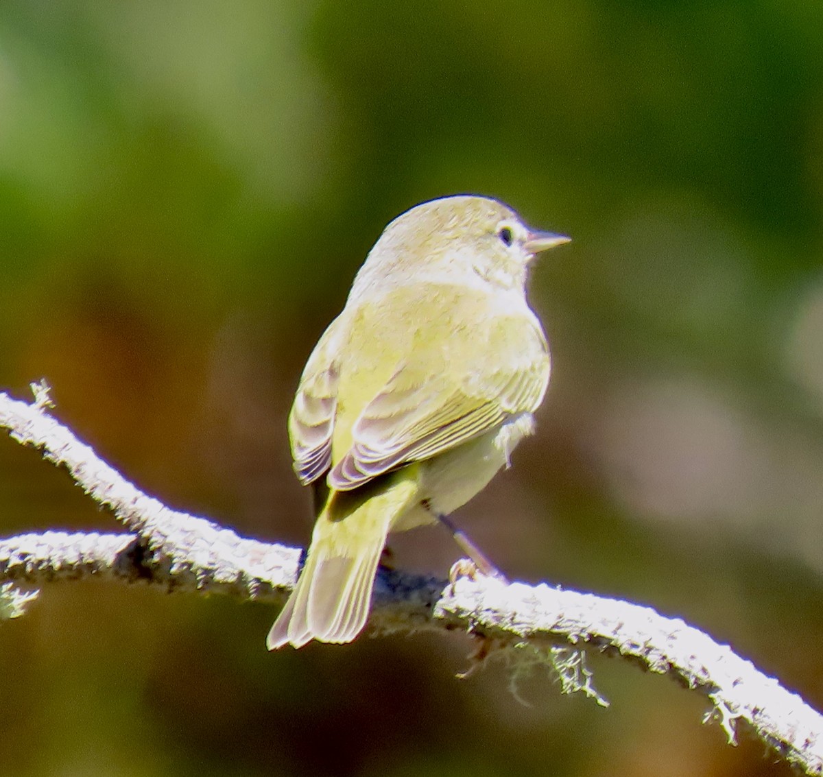 Orange-crowned Warbler - ML624105169