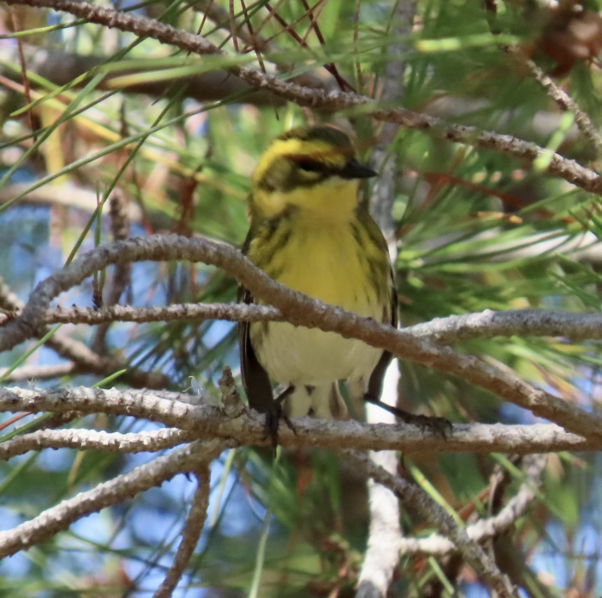 Townsend's Warbler - ML624105175