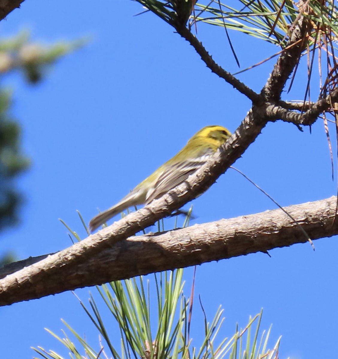 Townsend's Warbler - ML624105176