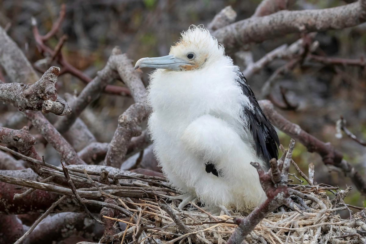 Great Frigatebird - Fred Hochstaedter