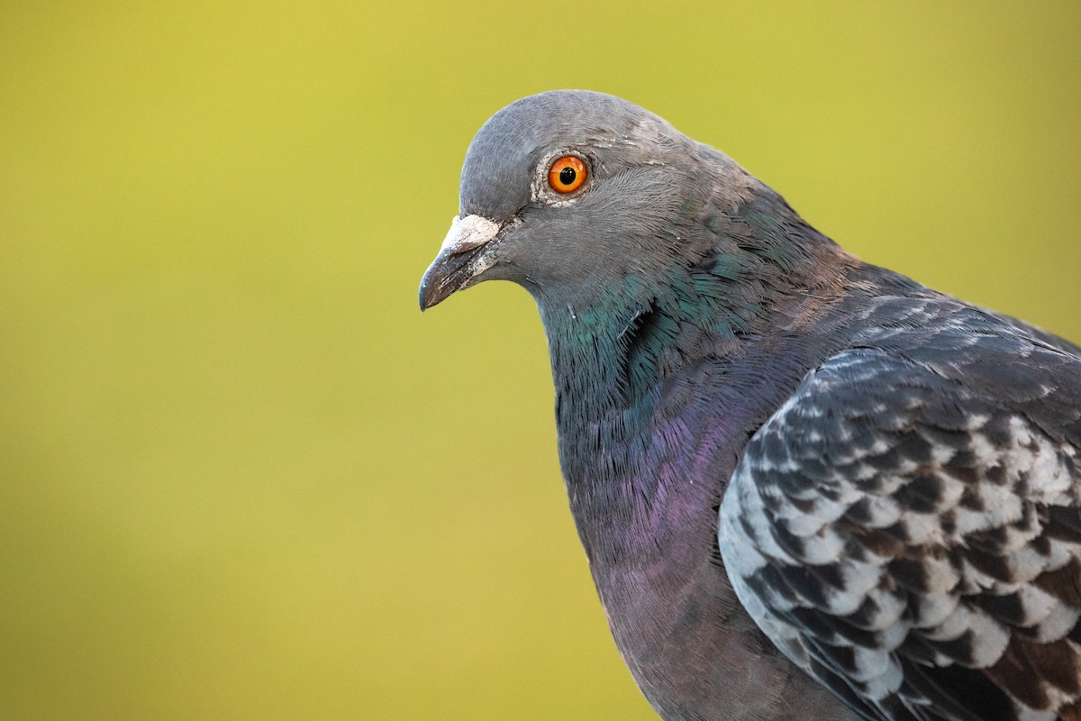 Rock Pigeon (Feral Pigeon) - ML624105217