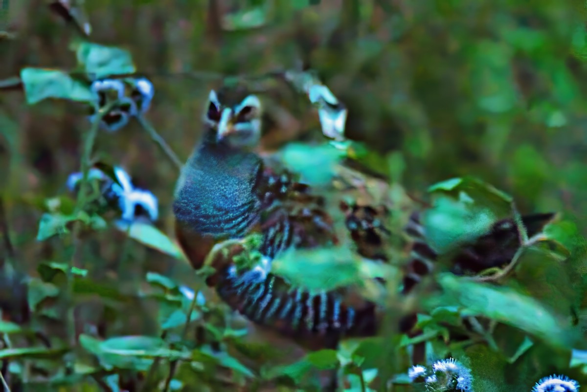 Buff-banded Rail - ML624105226