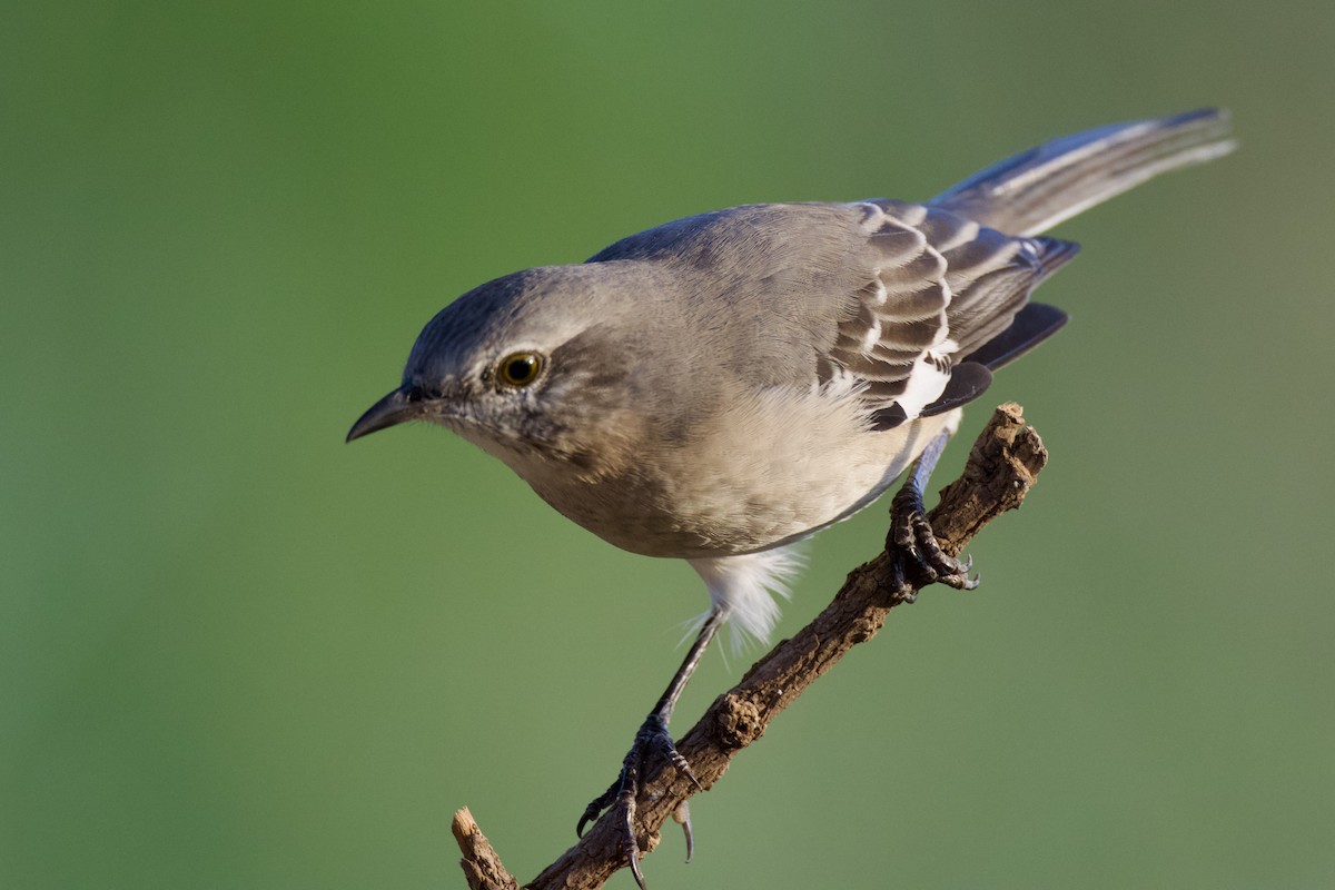 Northern Mockingbird - ML624105242