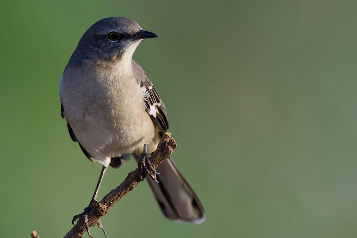 Northern Mockingbird - ML624105243