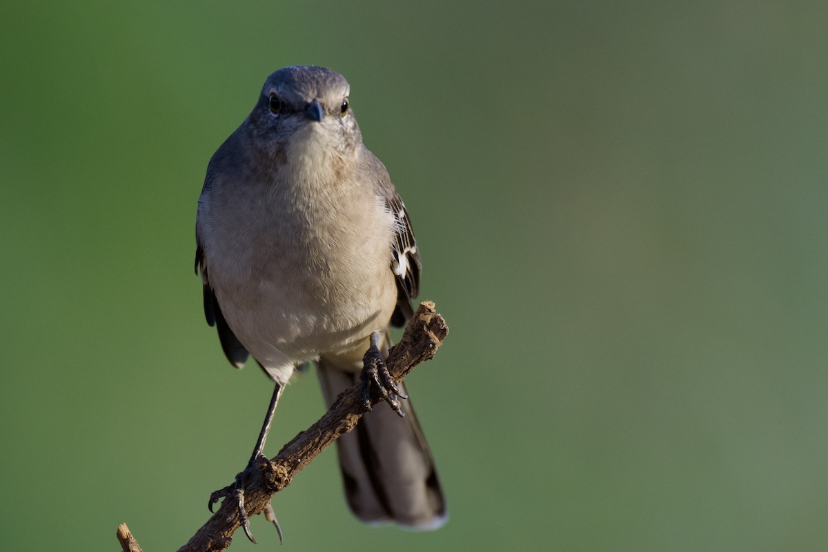 Northern Mockingbird - ML624105244