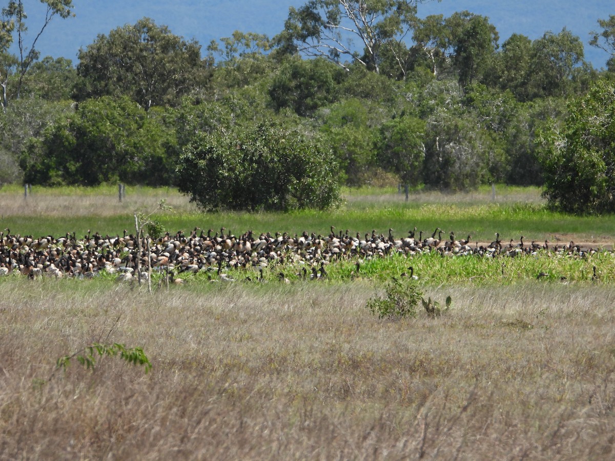 Magpie Goose - ML624105249