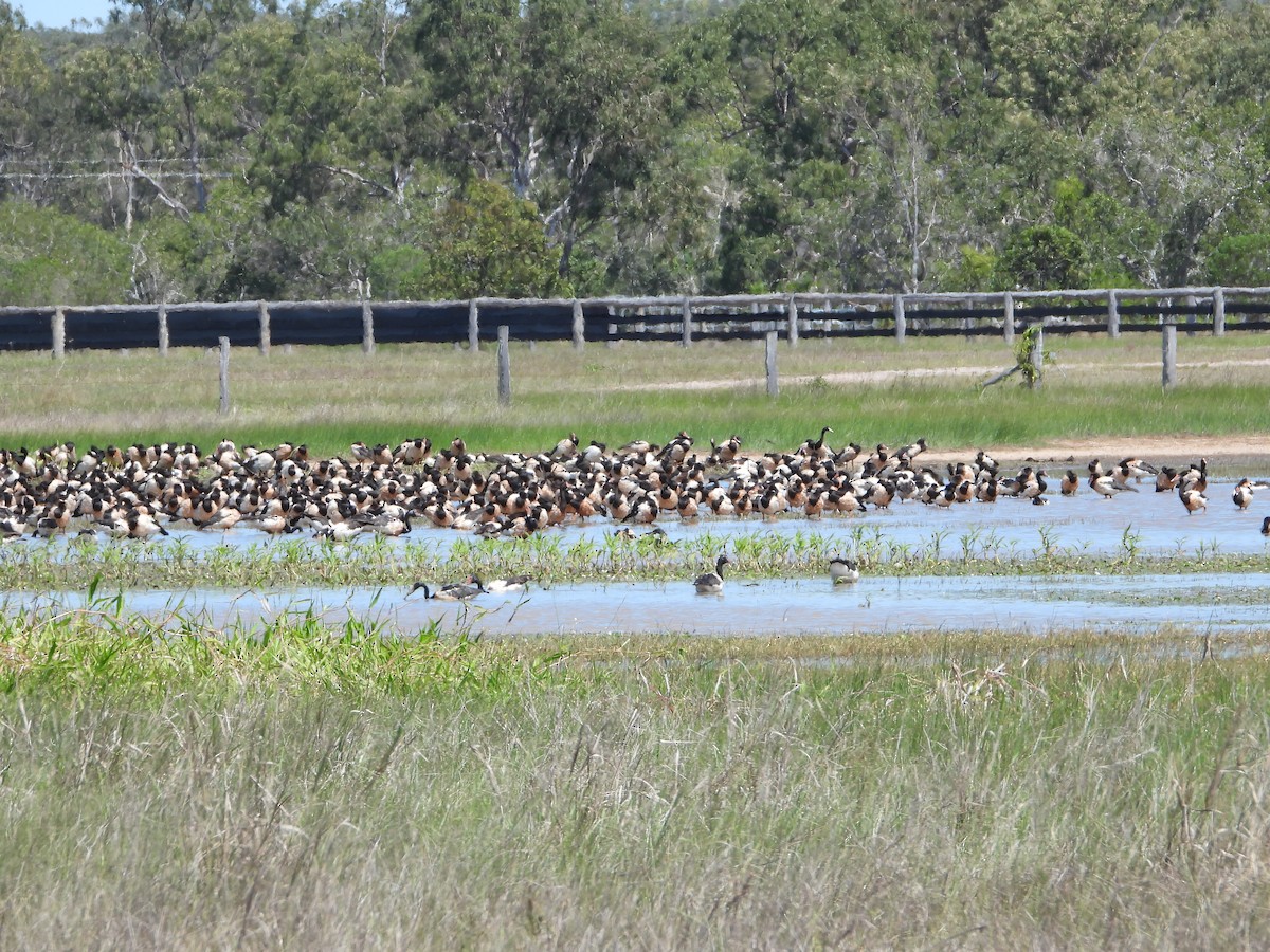 Magpie Goose - ML624105250