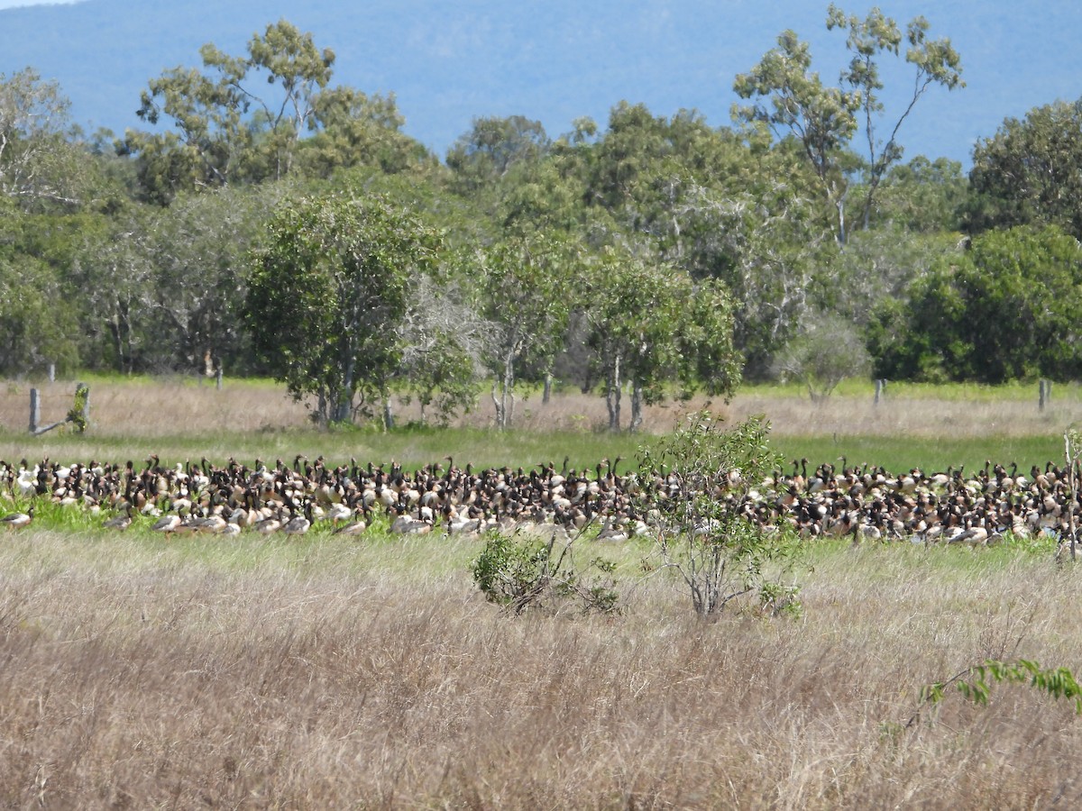 Magpie Goose - ML624105252