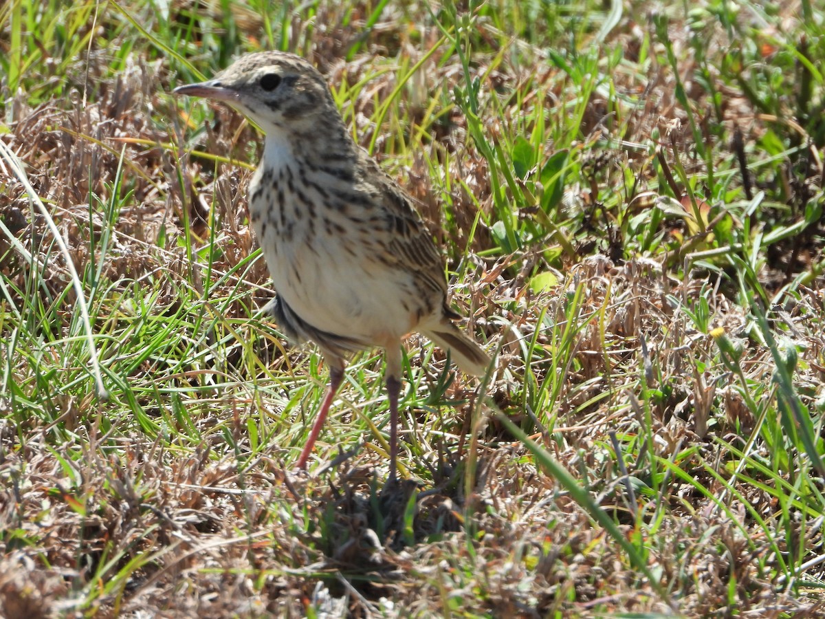 Australian Pipit - ML624105275