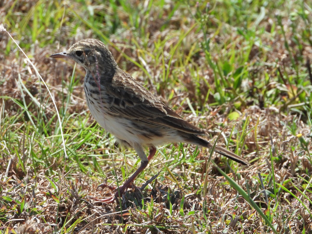 Australian Pipit - ML624105276