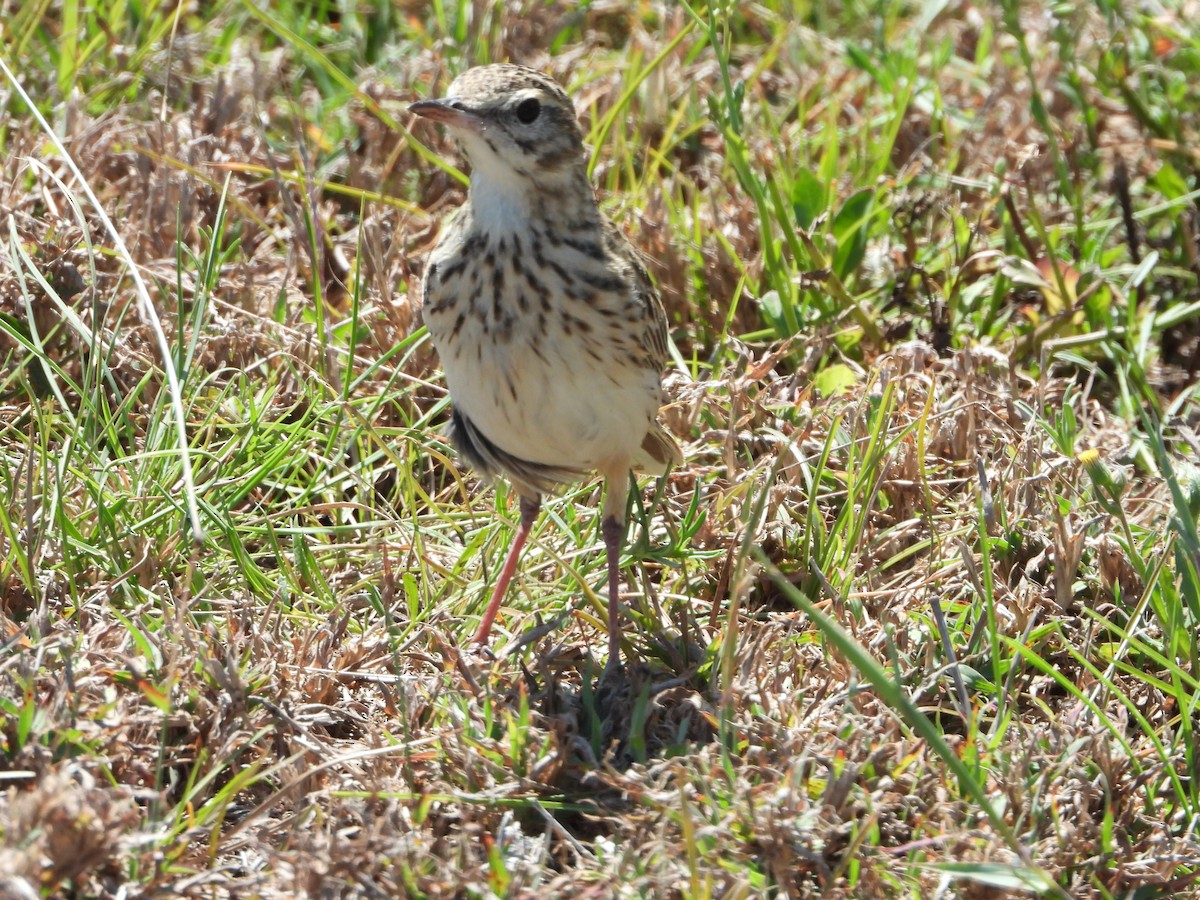 Australian Pipit - ML624105277