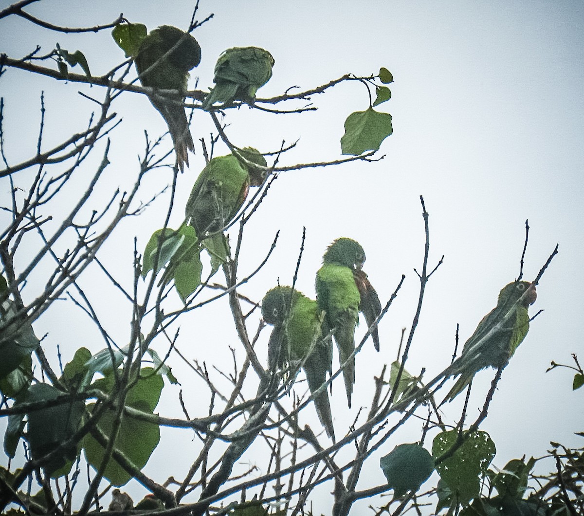 Crimson-fronted Parakeet - ML624105282