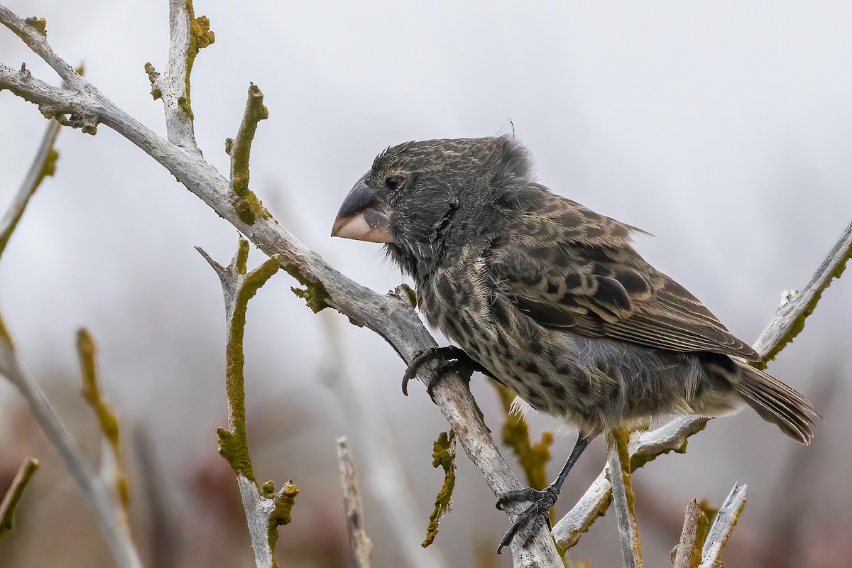 Large Ground-Finch - ML624105284