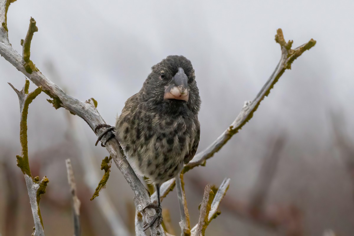 Large Ground-Finch - ML624105285