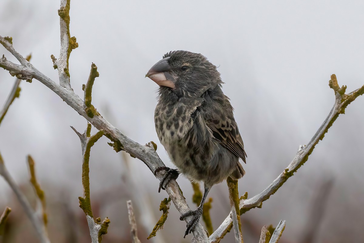 Large Ground-Finch - ML624105286