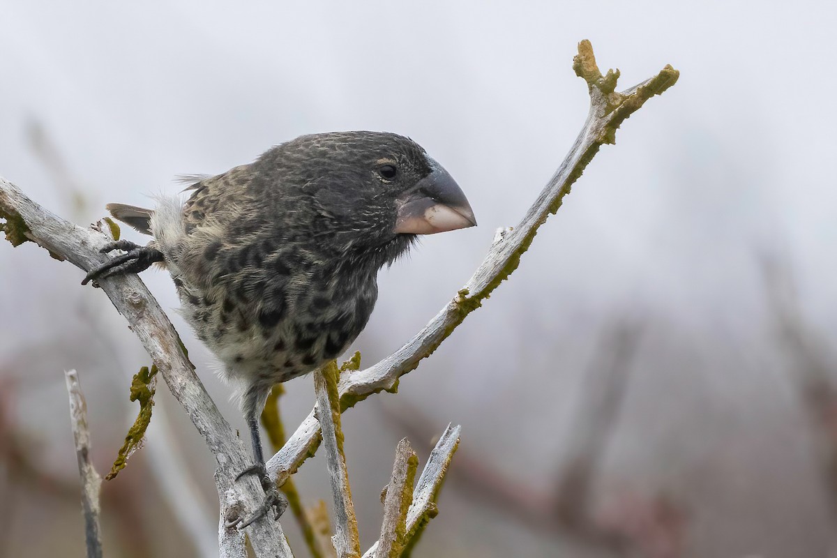 Large Ground-Finch - ML624105288