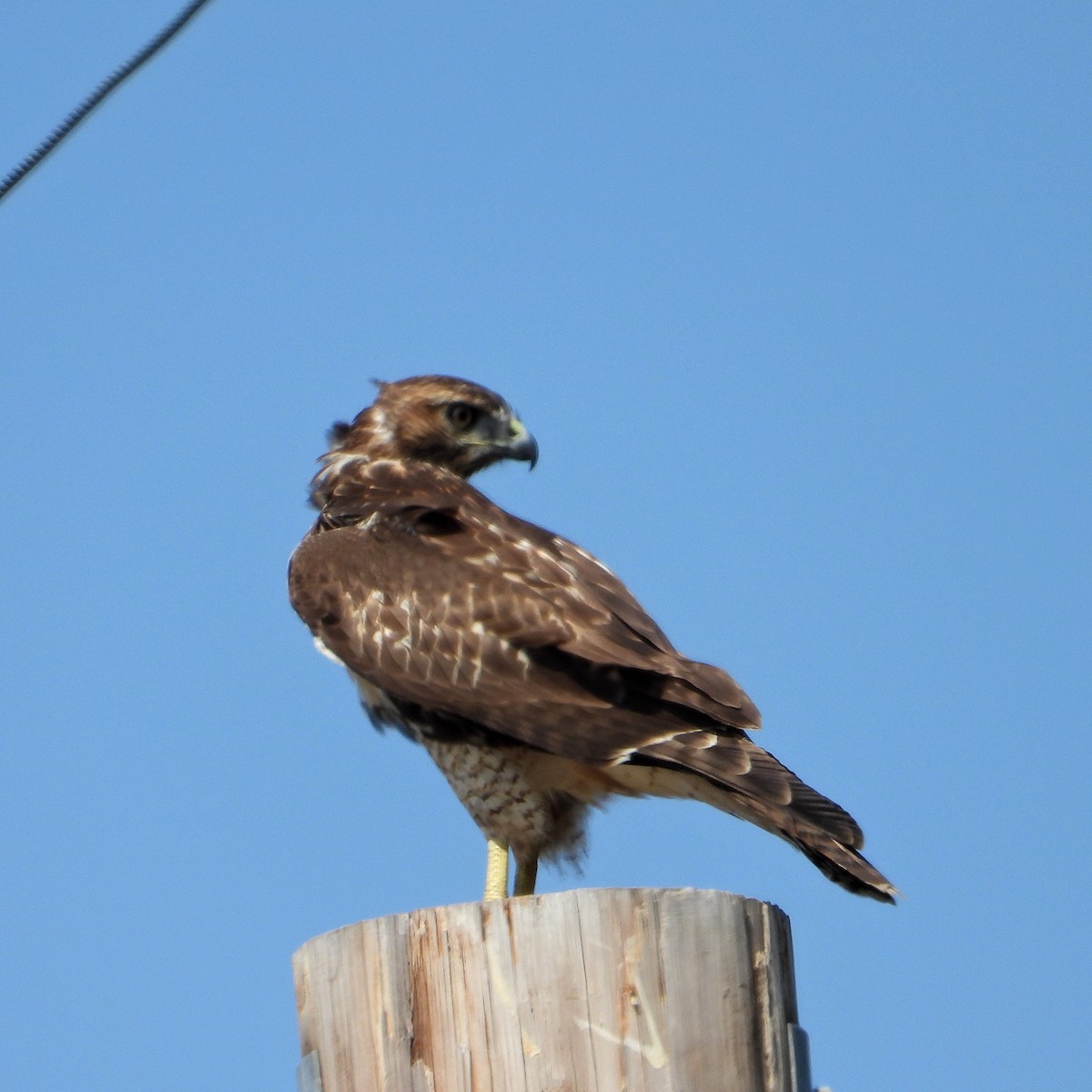 Red-tailed Hawk - ML624105290