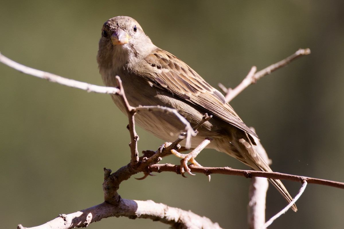 House Sparrow - ML624105296