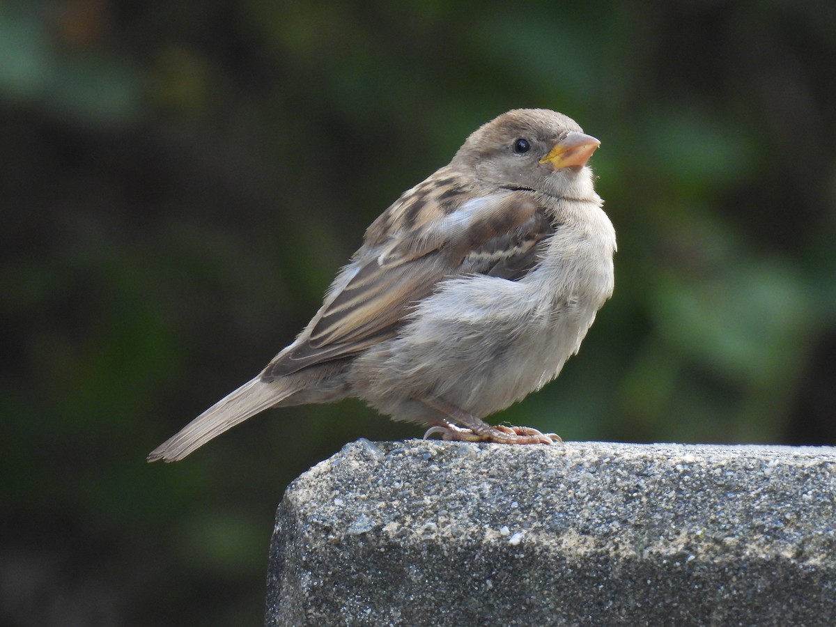 House Sparrow - ML624105307