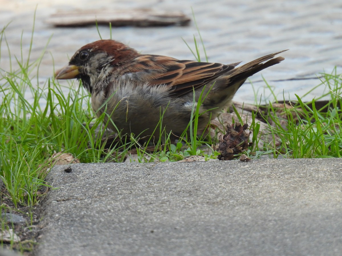 House Sparrow - ML624105308