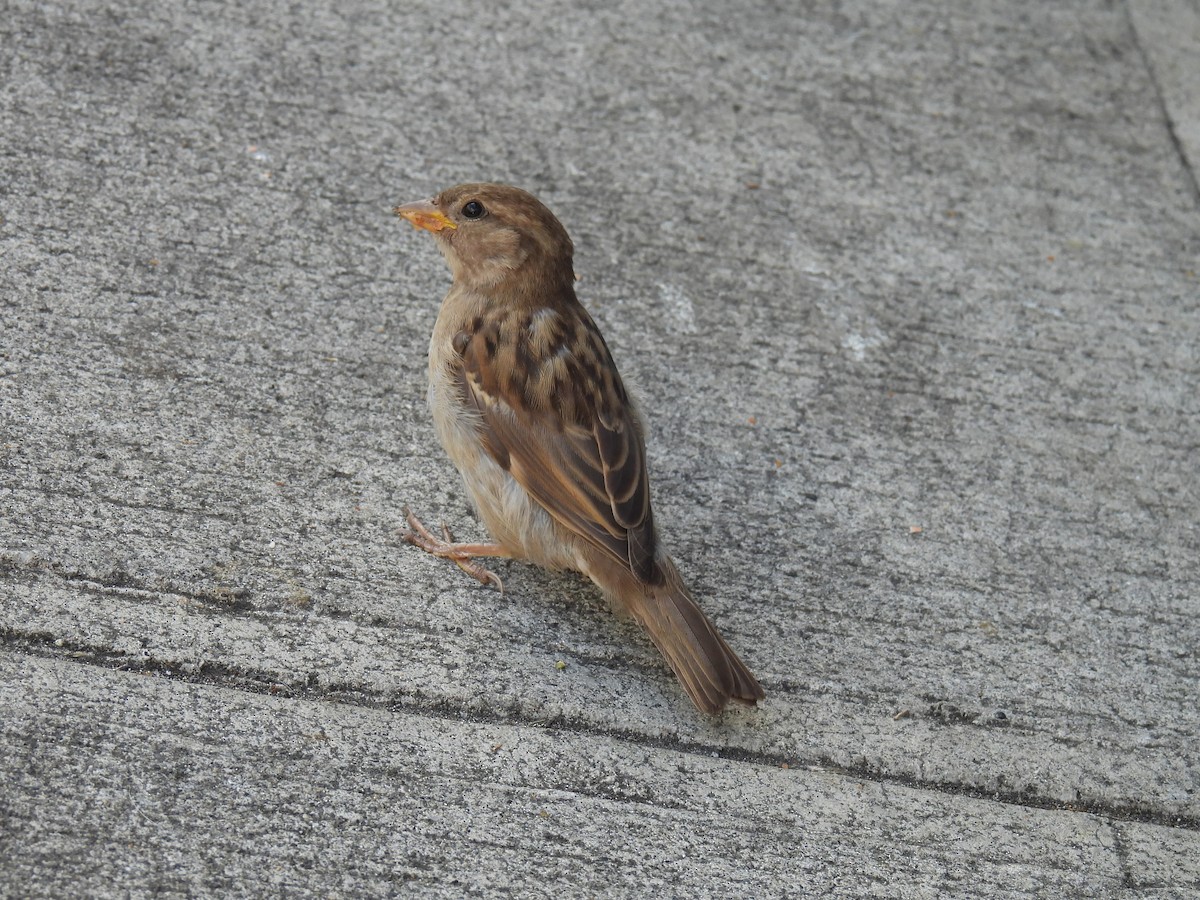 House Sparrow - ML624105309