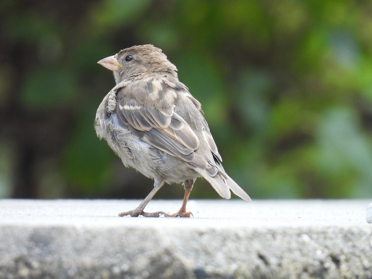 House Sparrow - ML624105310