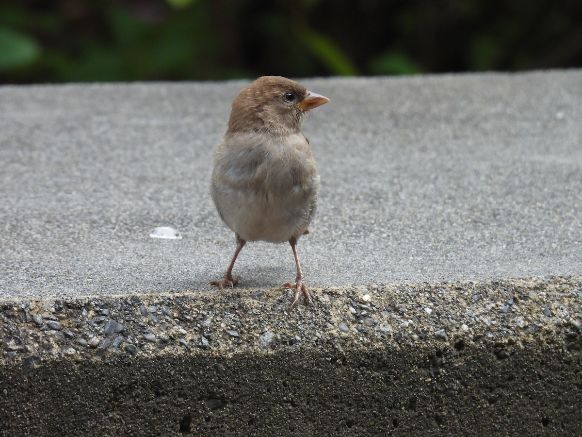 House Sparrow - ML624105311