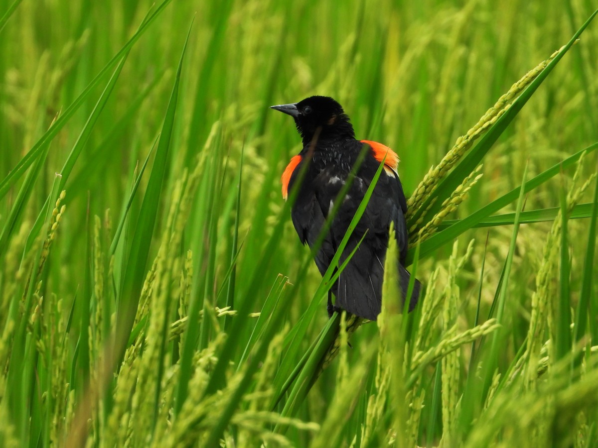 Red-winged Blackbird - ML624105317