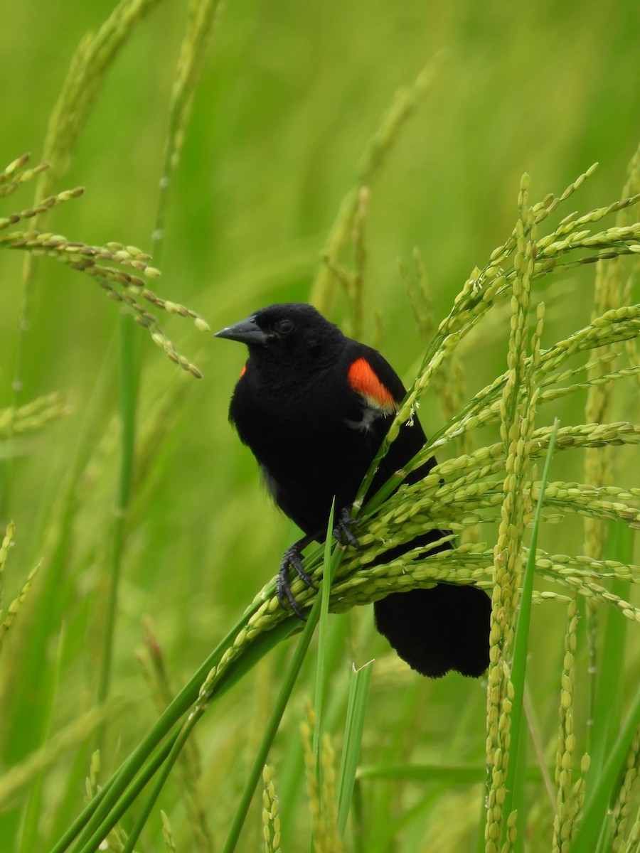 Red-winged Blackbird - ML624105318