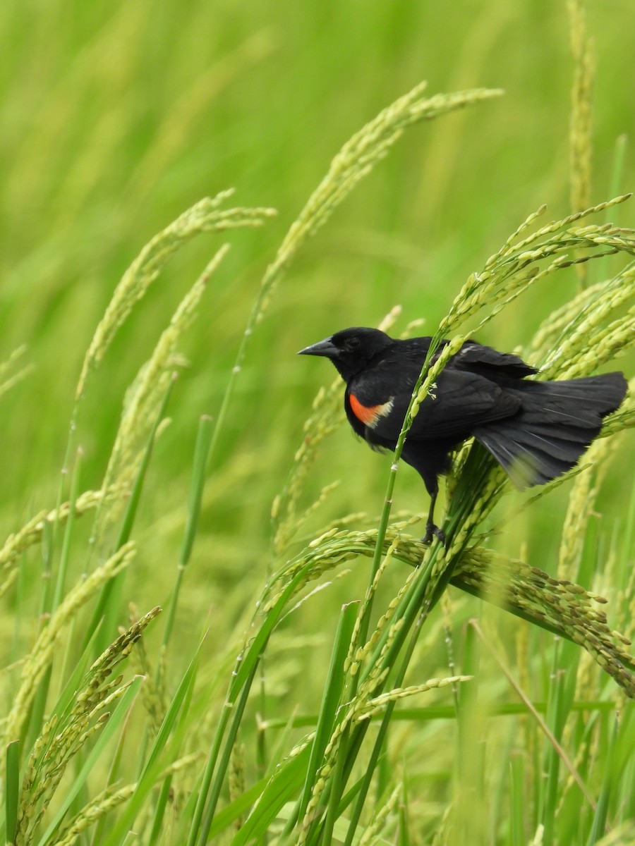 Red-winged Blackbird - ML624105319