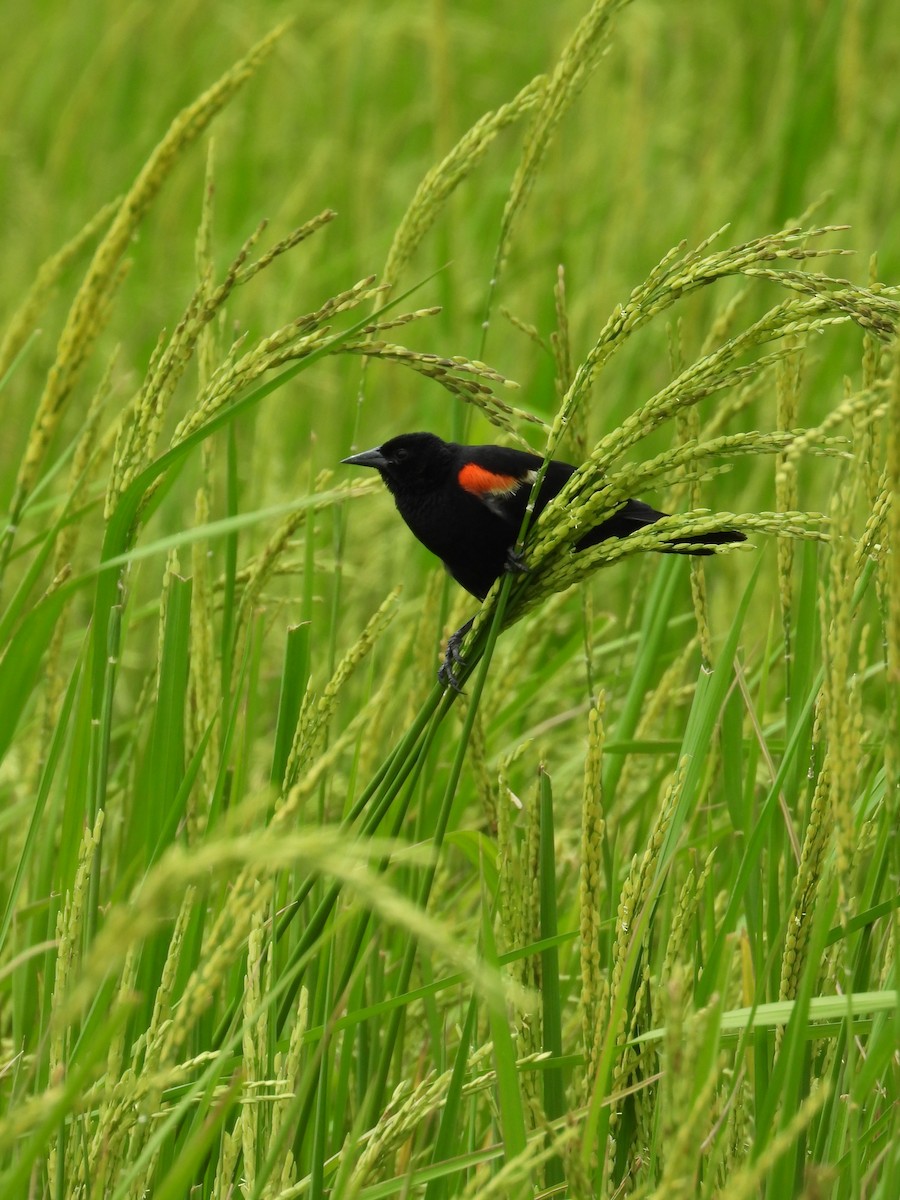 Red-winged Blackbird - ML624105320