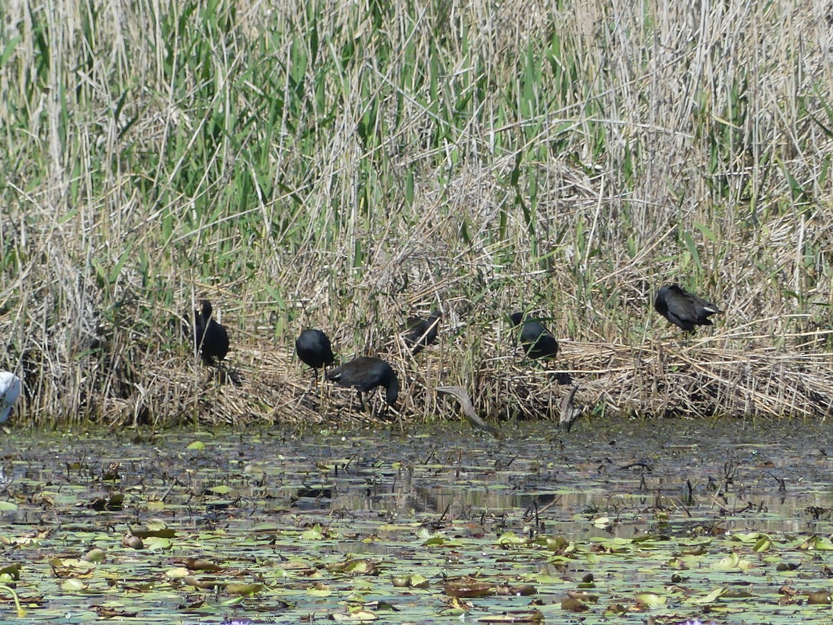 Dusky Moorhen - ML624105338