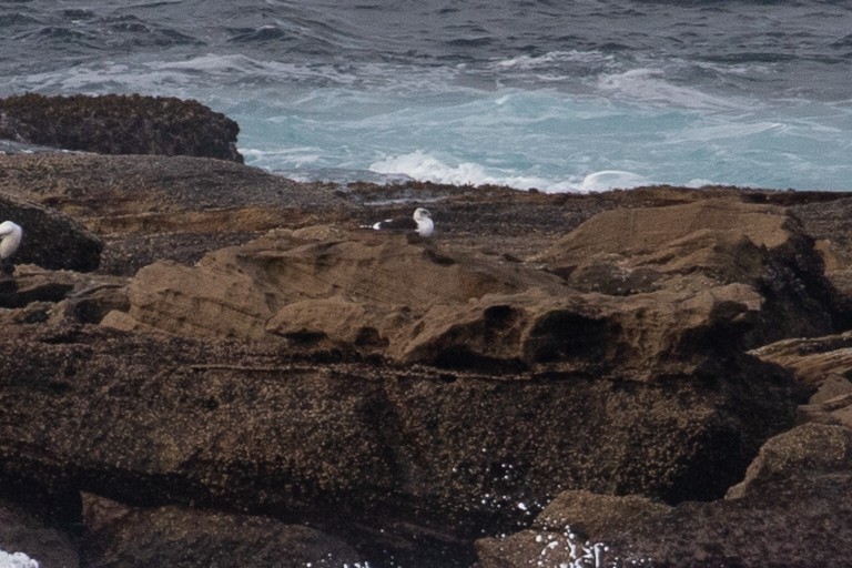 Kelp Gull (dominicanus) - ML624105340